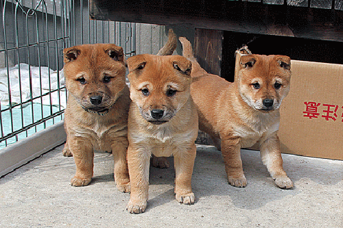  Giống chó Shiba Inu là một trong những giống chó nguyên thủy và riêng biệt đến từ Nhật Bản. Chúng nổi tiếng với sự nhanh nhẹn và khuôn mặt với nhiều biểu cảm siêu đáng yêu của mình.