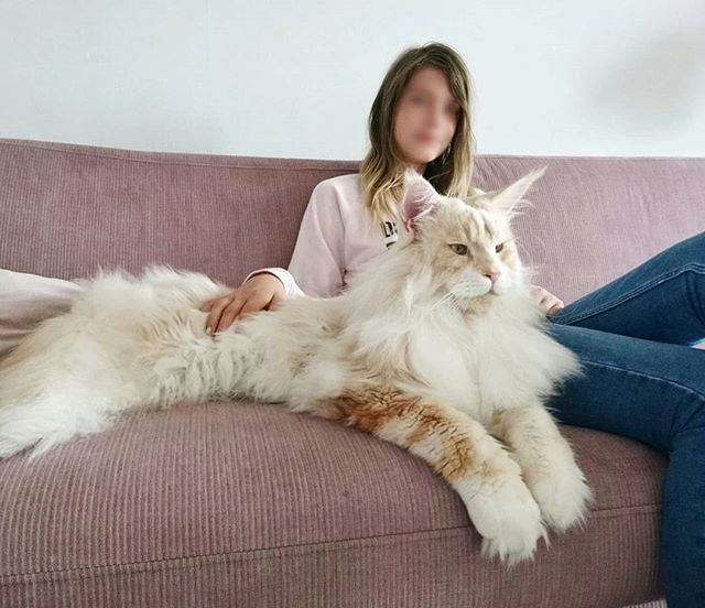 Mèo Maine Coon là một trong những giống mèo được thuần hóa lớn nhát thế giới.  Mèo khổng lồ này không chỉ đẹp mà còn vô cùng thu hút bởi vẻ ngoài đậm chất quý tộc, hoàng gia của mình.