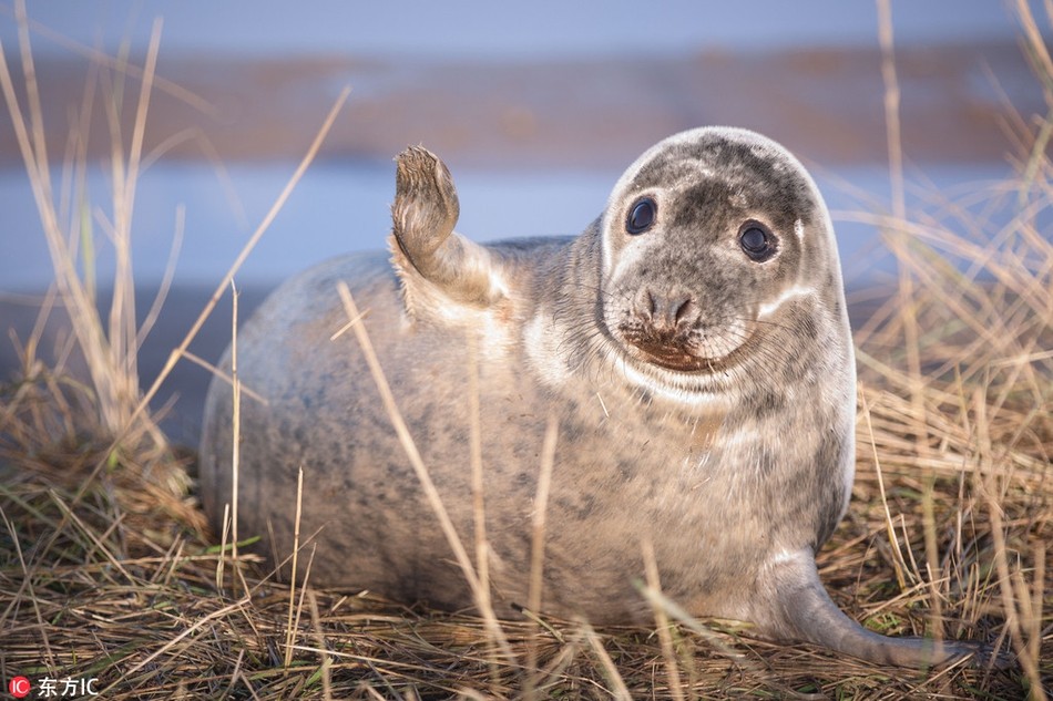 Mới đây, nhiếp ảnh gia Lloyd Durham đến Donna Nook, một bãi biển vùng thấp ở Lincolnshire, Anh và dành cả ngày tại đây để ghi lại những hình ảnh siêu đáng yêu và ấn tượng về những con  hải cẩu vui tính.