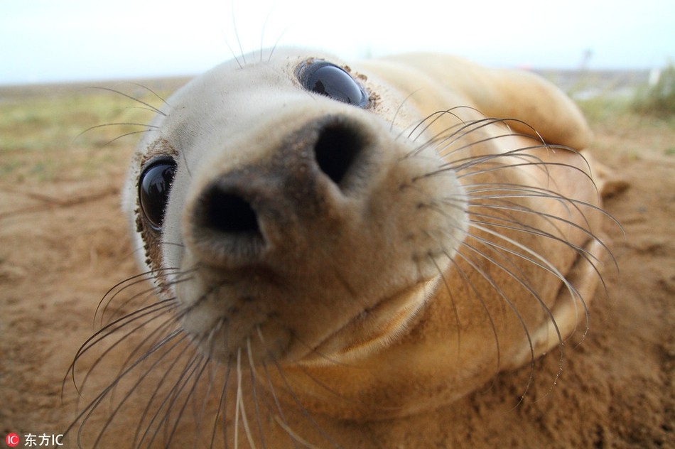 Để chứng minh mình ngây thơ, trong sáng, con hải cẩu đáng yêu ở Donna Nook, Lincolnshire, Anh quyết tâm bò sát vào ống kính để đôi mắt của mình sao cho to nhất, long lanh nhất.