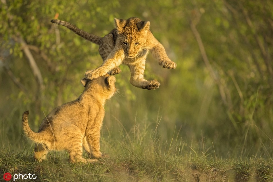 Mới đây, nhiếp ảnh gia Aditya Dicky Singh đã tới khu bảo tồn động vật hoang dã Masai Mara ở Kenya và may mắn ghi lại được những hình ảnh hiếm thấy về màn kịch chiến của anh em sư tử.