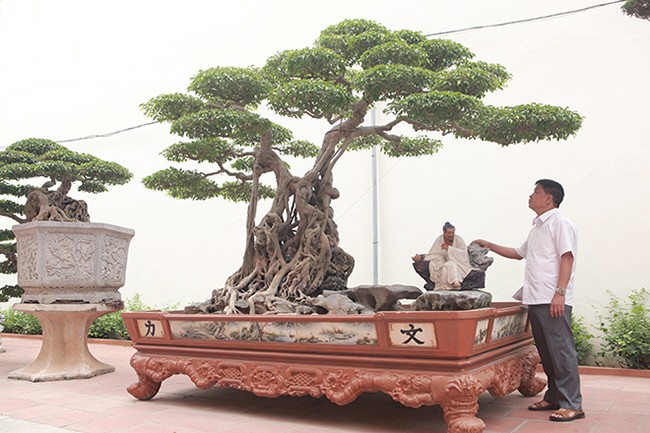 Anh Phan Văn Toàn (TP. Việt Trì, PhúThọ) là người sở hữu nhiều cây cảnh quý hiếm ở Việt Nam. Tác phẩm “Ông bụt” là một trong những cây có giá trị mà anh Toàn mất rất nhiều công sức để sở hữu.