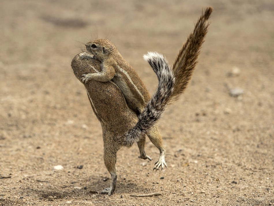 Mới đây, trong chuyến ghé thăm công viên quốc gia Etosha ở Namibia, nhiếp ảnh gia động vật hoang dã Peter Haygarth ghi được những hình ảnh vô cùng ấn tượng về màn kịch chiến của những con sóc nhỏ.