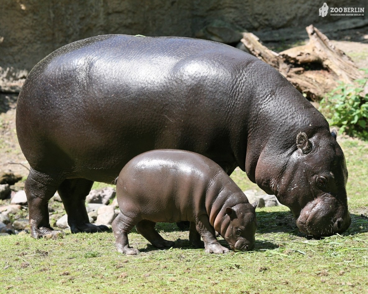  Hà mã, tên khoa học là Hippopotamus amphibius, là một loài động vật có vú ăn cỏ lớn sống ở Châu Phi cận Sahara. Mặc dù là động vật ăn cỏ nhưng hà mã lại nổi tiếng là loài động vật vô cùng hung dữ. Nó cũng được xem như một trong những động vật nguy hiểm nhất ở châu Phi. Hàng năm có 2900 người bị giết bởi loài này.