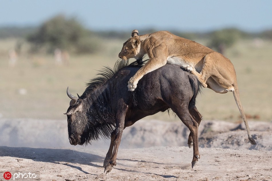 Vừa qua, nhiếp ảnh gia người Anh Sue Morri đã tới công viên quốc gia Nxai Pan ở phía đông bắc Botswana và ghi lại được những hình ảnh vô cùng ấn tượng về màn săn giết  linh dương đầu bò của sư tử cái hung dữ.