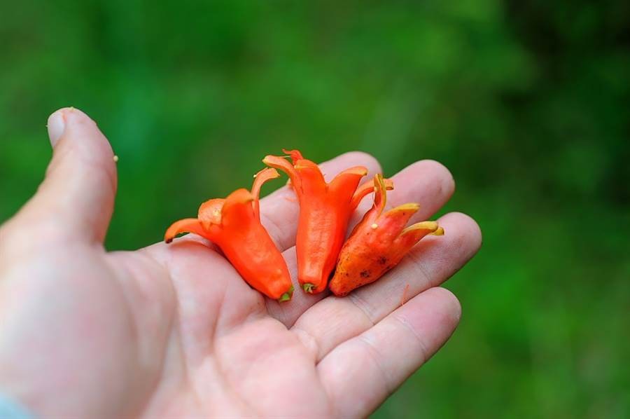 Trong nhiều gia đình Nhật Bản, các bà nội trợ thường chuẩn bị bữa trưa cho chồng và con cái mang đi làm đi, đi học. Một trong những món ăn phổ biến, dễ làm, dễ ăn nhất trong những bữa trưa này đó chính là món  xúc xích bạch tuộc.