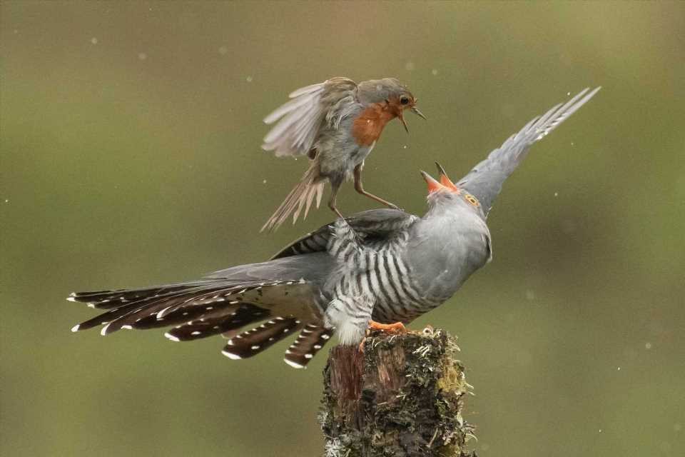 Mới đây, nhiếp ảnh gia động vật hoang dã Alan McFadyen ghi được những hình ảnh vô cùng kịch tính, sống động về màn chiến đấu một mất một con của chim hoét cổ đỏ và  chim cu cu ở Kirkcudbright, miền nam Scotland.