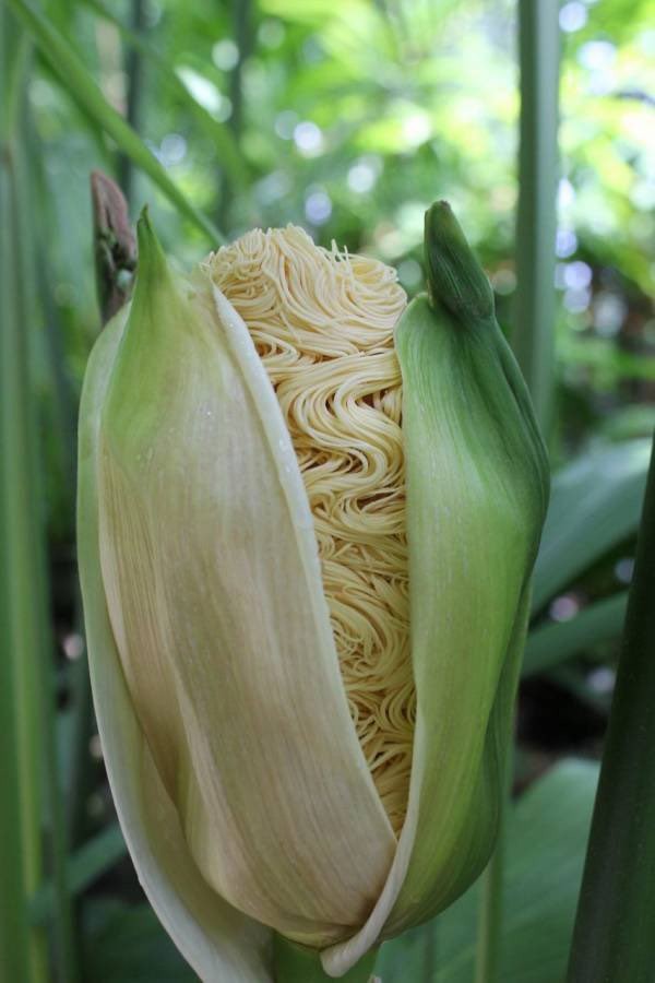 Mới đây, một cửa hàng mỳ ramen ở Nhật Bản đã đăng tải những bức ảnh về một  loài cây kỳ lạ, gọi đây là "cây mỳ", gây xôn xao dư luận, khiến rất nhiều người ngạc nhiên, choáng váng. Vậy sự thật là như nào? Chúng ta cùng tìm hiểu.