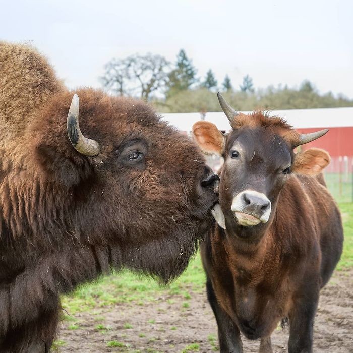 Helen là một con  bò rừng mù lòa, nó sống nhiều năm tại khu bảo tồn Lighthouse Farm Sanctuary ở Oregon, Mỹ mà không có bất cứ người bạn nào.