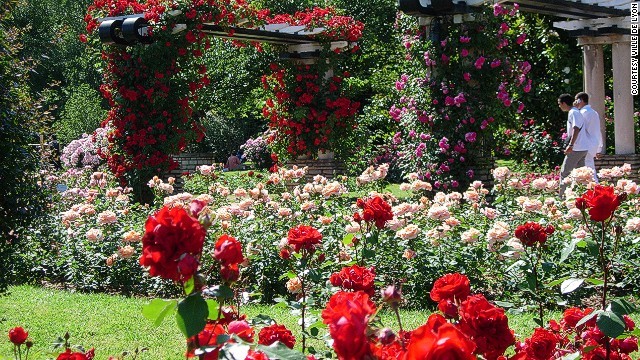 Parc de la Tete d'Or ở Lyon, Pháp là một công viên độ thị nổi tiếng với  3 vườn hồng đẹp tuyệt vời. Tên của công viên có nghĩa là "Golden Head Park" (công viên vàng) xuất phát từ một truyền thuyết về một tác phẩm điêu khắc vàng của người đứng đầu Đức Kitô bị chôn vùi ở đâu đó tại các căn cứ của quân Thập tự chinh.