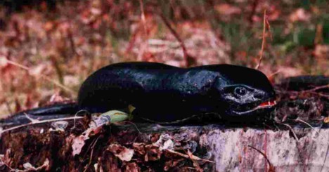 Trong truyền thuyết Nhật Bản,  sinh vật bí ẩn Tsuchinoko được miêu tả là loài vật có thân hình giống như rắn. Chúng được tìm thấy ở nhiều nơi trên lãnh thổ Nhật Bản, ngoại trừ Hokkaido và các đảo Okinawa.