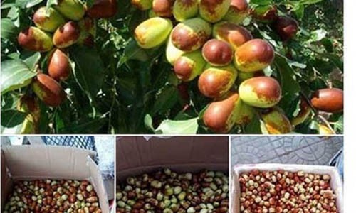 Tin vào công dụng  “thần dược” táo Tàu có giá 80.000-120.000 đồng/kg, nhiều người dân Việt Nam đang săn lùng loại táo này.