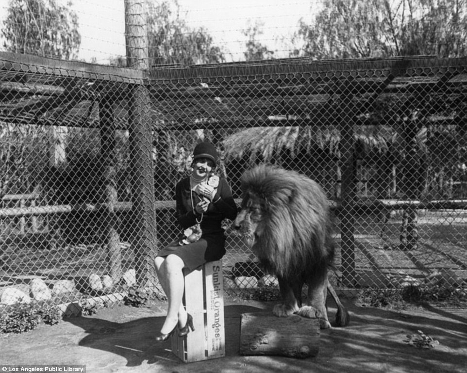 Trang trại sư tử của Charles và Muriel Gay ở El Monte, California, Mỹ hoạt động từ năm 1925.