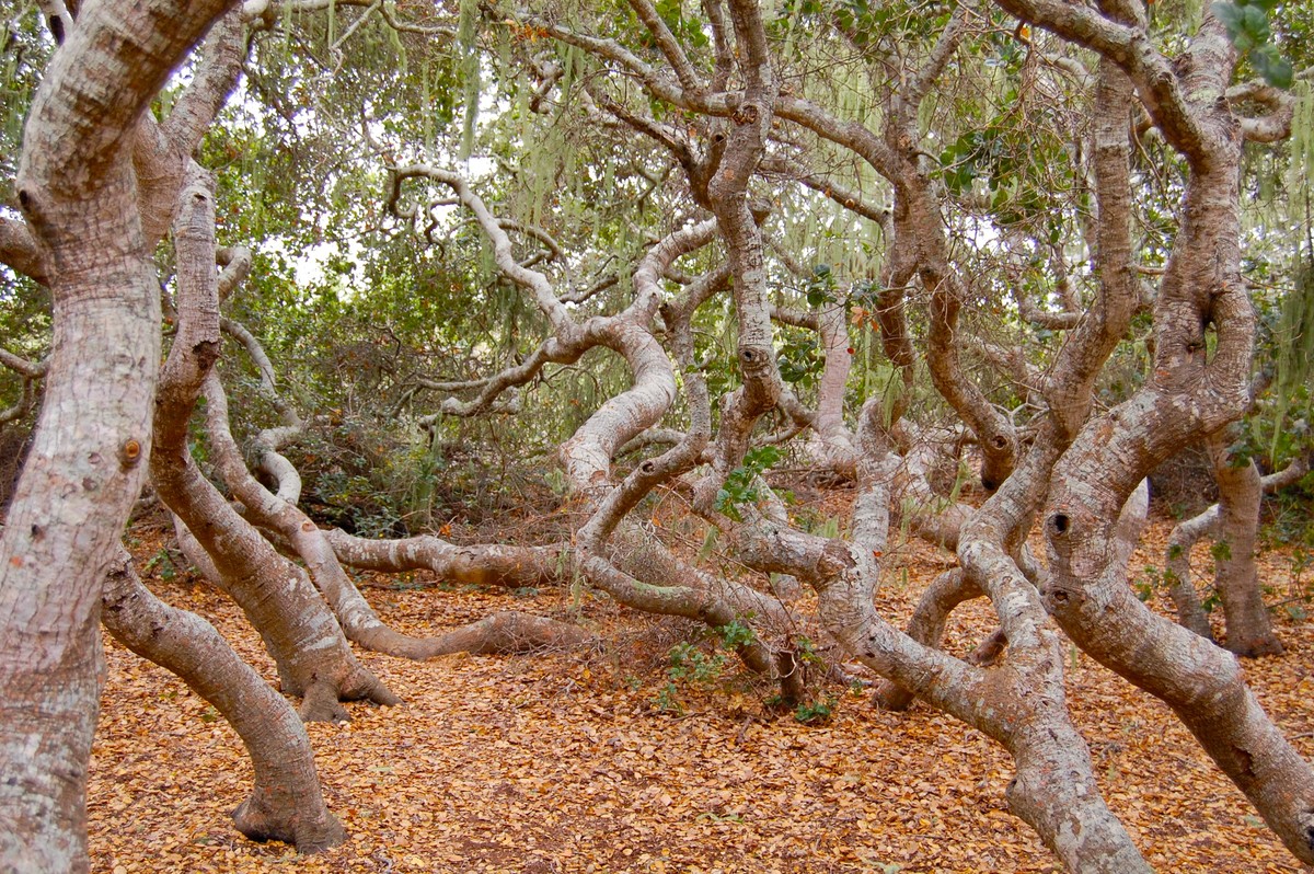 " Khu rừng  ma ám" đầu tiên phải nhắc tến là Rừng Elfin ở California