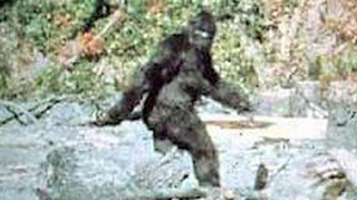 Bigfoot hay còn gọi Sasquatch (Chân to) là  quái thú khổng lồ huyền thoại nổi tiếng thế giới. Sinh vật này được báo cáo xuất hiện lần đầu vào thế kỷ 19.