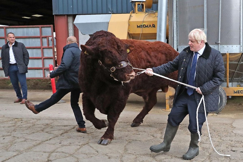 Một sĩ quan cảnh sát mặc thường phục bị đánh ngã khi Thủ tướng Anh Boris Johnson (phải) cố gắng dắt một con bò tót trong chuyến thăm Nông trại Darnford ở Banchory, gần Aberdeen, Scotland, ngày 6/9. Ảnh: AFP/Getty.