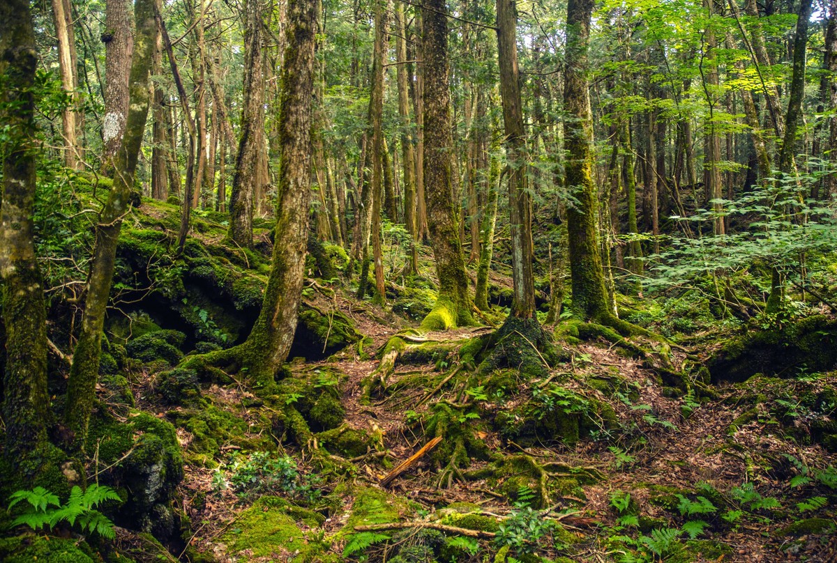 Nằm dưới chân núi Phú Sĩ, Nhật Bản,  khu rừng gây ám ảnh Aokigahara khiến nhiều người không khỏi rùng mình ớn lạnh khi tiến sâu vào bên trong.