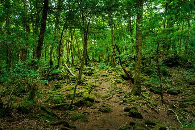 Khu rừng Aokigahara ở Nhật Bản nổi danh là địa điểm tự sát phổ biến thứ hai thế giới (sau cầu Cổng Vàng của Mỹ). Chính điều này khiến người ta thường gọi nơi đây bằng cái tên  khu rừng tự sát.