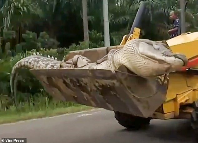 Vào tháng 8/2020, người dân tại ngôi làng ở quần đảo Bangka Belitung, Indonesia "tóm gọn" một  con cá sấu khổng lồ. Con vật nặng 500 kg và dài tới 4,2m.