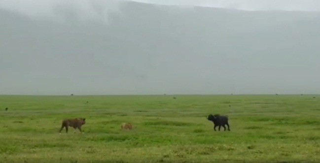 Ngày 14/2/2020, công ty du lịch Tarylin Safaris chia sẻ trên kênh YouTube Maasai Sightings chia sẻ một video ghi lại cảnh sư tử đực giết trâu rừng 800 kg tại vườn quốc gia Tangariwe ở Tanzania. Đây là một trong những "cuộc chiến" hấp dẫn của  sư tử khi săn con mồi.