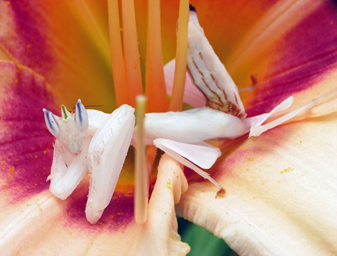 Bọ ngựa phong lan (Hymenopus coronatus) có bề ngoài nổi bật, giống hệt bông hoa phong lan.  Loài côn trùng này đã tận dụng lợi thế về ngoại hình có vẻ đẹp quyến rũ, màu sắc hài hòa để ngụy trang và rình vồ con mồi.