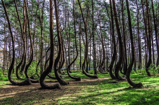 Nằm bên ngoài làng Nowe Czarnowo, phía tây Ba Lan, rừng cong (Crooked Forest) là một trong những  khu rừng kỳ quái, bí ẩn nhất thế giới. Khi đến nơi đây, nhiều người không khỏi bất ngờ bởi hàng trăm cây thông có phần cận gốc uốn cong 90 độ so với mặt đất.