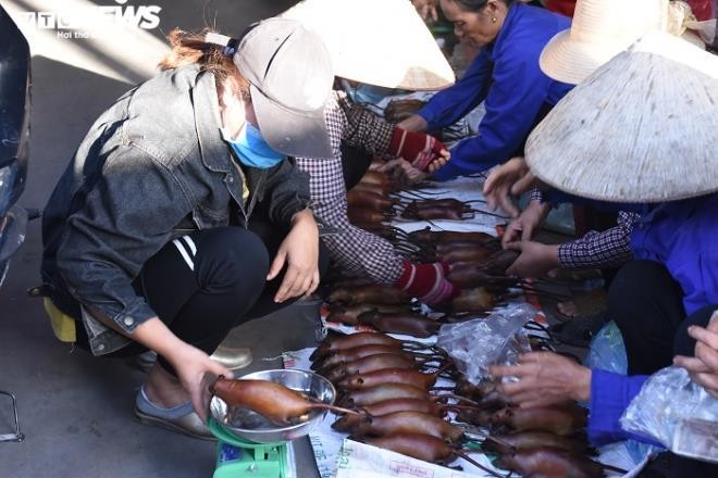 Các loài chuột, bao gồm chuột đồng chuyên phá hoại mùa màng, đồ đạc trong nhà... Theo đó, loài  động vật gây hại này bị người dân lùng bắt, tiêu diệt để bảo vệ hoa màu, tài sản. Thế nhưng, những năm gần đây, chuột đồng trở thành nguồn thu lớn đối với nhiều gia đình. Món ăn đặc sản của đồng quê này giúp dân kiếm tiền triệu. Ảnh: VTC.