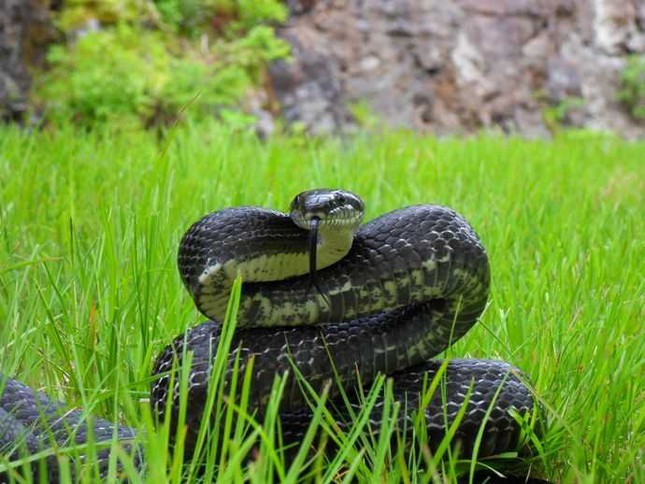 Rắn chuột vua - King ratsnake hay còn gọi là rắn sọc gờ (tên khoa học là Elaphe carinata) được các chuyên gia đánh giá là  loài rắn đặc biệt trong thế giới động vật.