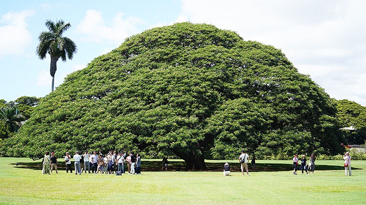 Cây me tây khổng lồ ở Moanalua Gardens - công viên thuộc sở hữu tư nhân, Hawaii là một trong những  cây cổ thụ nổi tiếng nhất thế giới. Nó giúp Hawaii kiếm được khoản tiền hàng triệu trong suốt những năm qua.