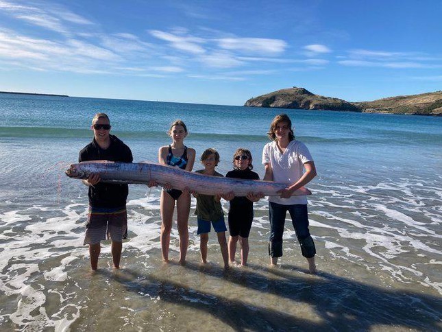 Khi cùng gia đình chơi đùa tại bãi biển ở Dunedin, New Zealand, Isaac Williams bất ngờ phát hiện một " thủy quái" dài 3,6m được phát hiện trôi dạt vào vùng biển nông.