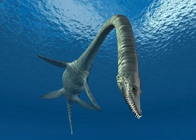 Theo các nhà khoa học, hóa thạch  xà đầu long hay còn gọi thằn lằn đầu rắn (plesiosaur) được tìm thấy trong hệ thống sông 100 triệu năm tuổi ở sa mạc Sahara của Morocco.