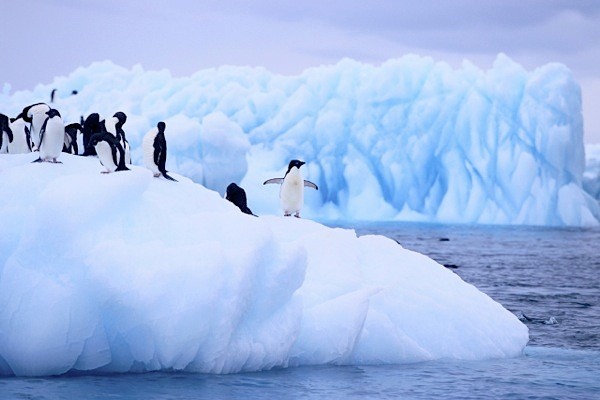 Tạp chí khoa học Nature Communications mới công bố phát hiện quan trọng tại Nam Cực do Tiến sĩ Linda Armberecht và các cộng sự từ Viện nghiên cứu Biển và Nam Cực (IMAS), Trung tâm Sinh thái và đa dạng sinh học thuộc Trường Đại học Tasmania, Trung tâm DNA cổ đại Australia, Khoa Khoa học kỹ thuật và công nghệ Đại học Adelaide ở Australia thực hiện.