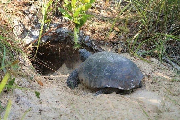 Trong những năm qua, các chuyên gia đã phát hiện hàng trăm loài ở Đông Nam Hoa Kỳ dựa vào hang rùa để làm nhà. Tuy nhiên, họ chưa từng phát hiện cá sấu "trốn" trong  hang rùa cho đến gần đây.