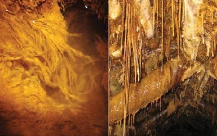 Khi tiến hành nghiên cứu tại mỏ uranium Königstein bị bỏ hoang nằm trong dãy núi sa thạch Elbe ở Đông nam nước Đức, các chuyên gia đã phát hiện các  dạng sống "ngoài hành tinh".