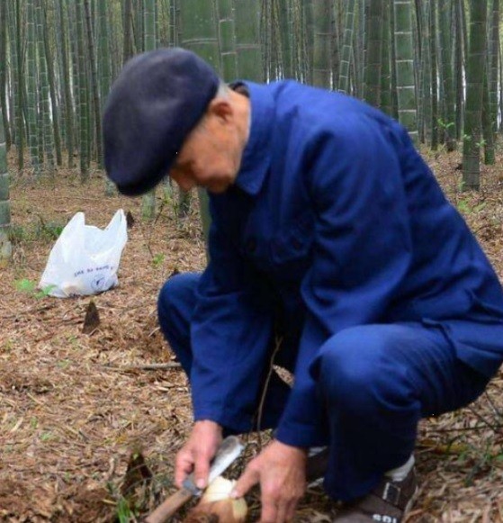 Sau những cơn mưa mùa xuân, nhiều nông dân ở trấn Thạch Hoàng, thành phố Thặng Châu, Chiết Giang, Trung Quốc thường lên núi đào măng để ăn hoặc đem bán lấy tiền. Lão nông họ Lưu là một trong số đó. Khi dùng cuốc đào sâu xuống mặt đất, ông nhận thấy có một vật cứng. Sau khi bới lớp đất xung quanh, ông nhận thấy đó là một  hòn đá màu vàng.