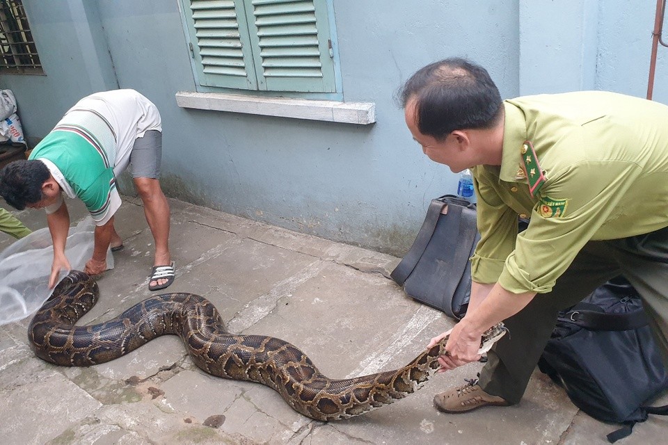 Vào ngày 31/5, 35 cá thể động vật hoang dã được Chi cục Kiểm lâm TP.HCM phối hợp với Khu bảo tồn đất ngập nước Láng Sen, huyện Tân Hưng (Long An) thả về môi trường tự nhiên. Trong số các động vật được thả về rừng tự nhiên đợt này, đáng chú ý là cá thể  trăn đất quý hiếm nặng 63 kg.