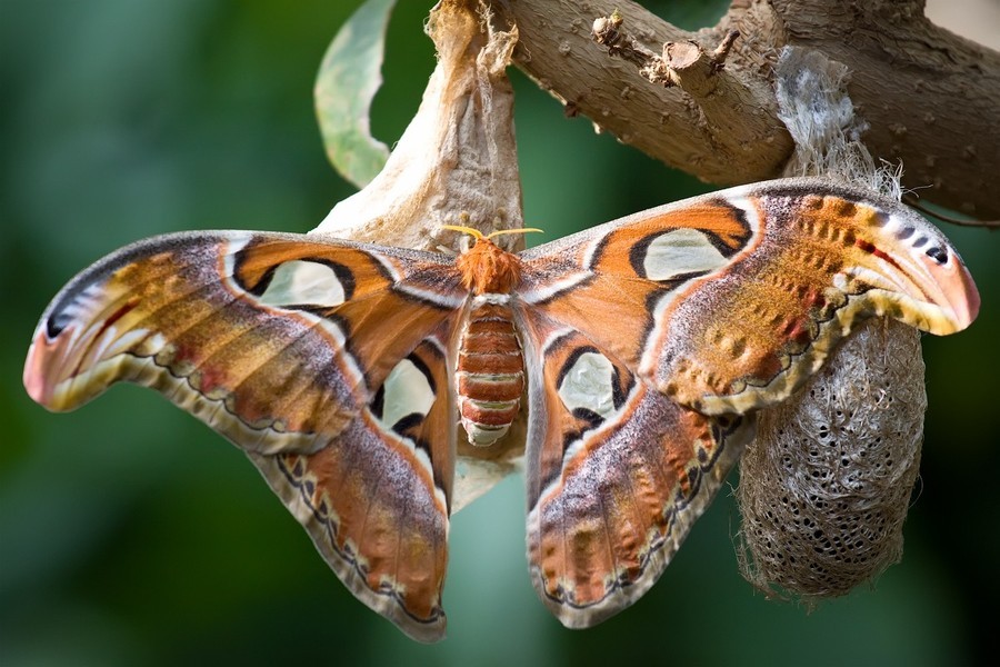 Có tên khoa học Attacus Atlas,  bướm khế là một trong 3 loài bướm có tên trong Sách Đỏ Việt Nam (2 loài còn lại là: bướm đuôi dài và bướm phượng). Theo Sách Đỏ Việt Nam, cấp độ đe dọa đối với bướm khế được xếp ở mức R (Rare: Hiếm, có thể sẽ nguy cấp).