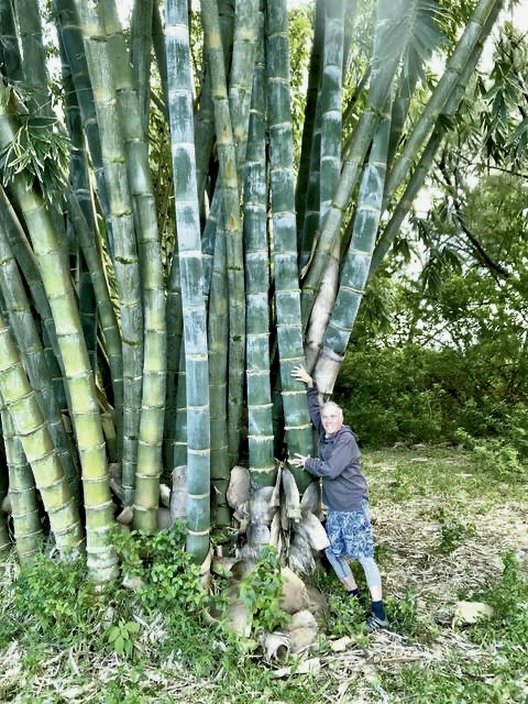 Có nguồn gốc từ Đông Nam Á, tre Dendrocalamus giganteus còn được gọi là  Tre Rồng hay tre khổng lồ. Đây là một trong những giống tre cao nhất thế giới khi có thể cao tới 50m (tương đương tòa nhà 10 tầng).