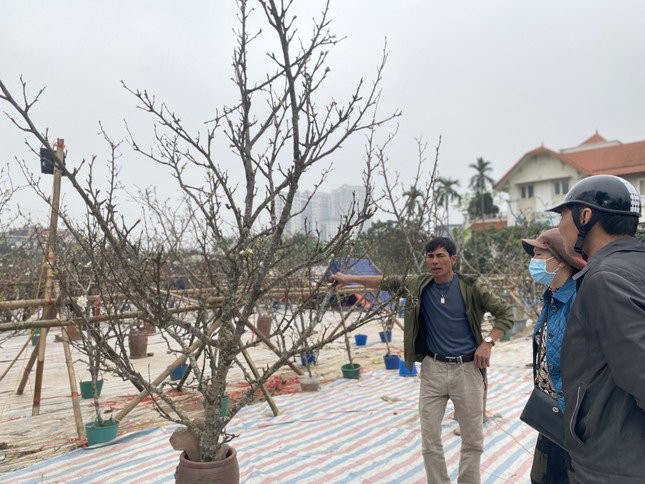 Trong những năm gần đây, cành  lê rừng tại Hà Nội đã trở thành một trong những điểm sáng thu hút sự quan tâm của đông đảo người dân, đặc biệt là những người “chịu chơi” và yêu thích hoa.