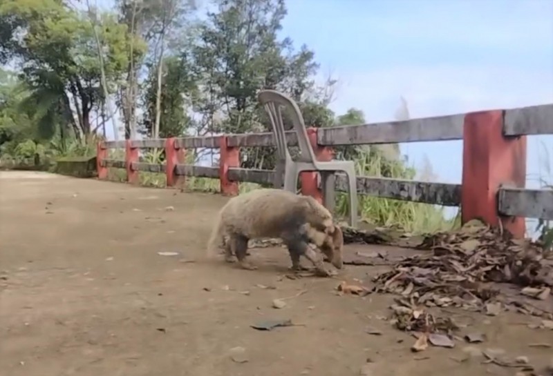 Trong quá trình tuần tra, bảo vệ, các nhân viên của Vườn Quốc gia Bạch Mã tại huyện Phú Lộc, tỉnh Thừa Thiên Huế đã phát hiện và ghi hình được một số cá thể  động vật quý hiếm. Trong số này, họ phát hiện một con lửng lợn Đông Dương tại khuôn viên bưu điện Bạch Mã cũ, đoạn Km 19 đường lên đỉnh Bạch Mã.