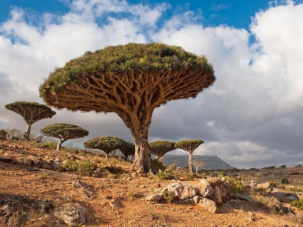 Đảo Socotra nằm ở Yemen là một trong những  vùng đất "độc nhất vô nhị" trên Trái đất. Điều này xuất phát từ việc nơi đây có một loài thực vật độc đáo, không phát hiện ở nơi nào khác. Đó là loài cây máu rồng.