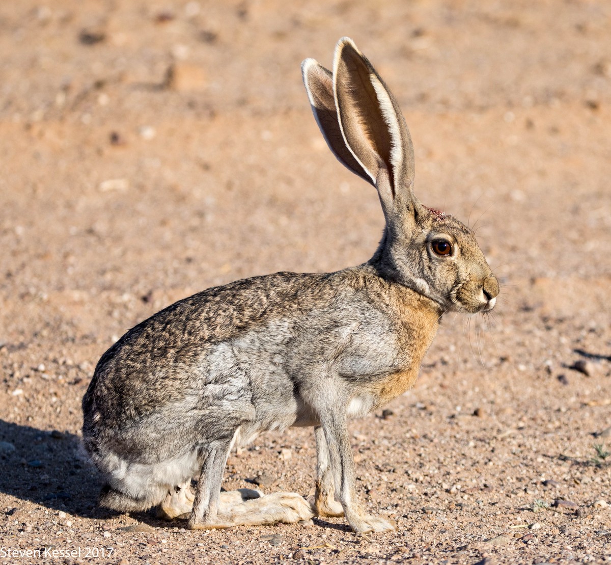 Loài thỏ Antelope Jackrabbits còn được gọi là  thỏ sa mạc hay thỏ rừng linh dương. Chúng là loài thỏ lớn bản địa ở Bắc Mỹ và Mexico.