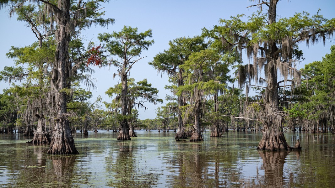 Hồ Caddo rộng 10.300 ha và Bayou (vùng đất ngập nước) ở biên giới giữa Texas và Louisiana. Ảnh: Wikipedia