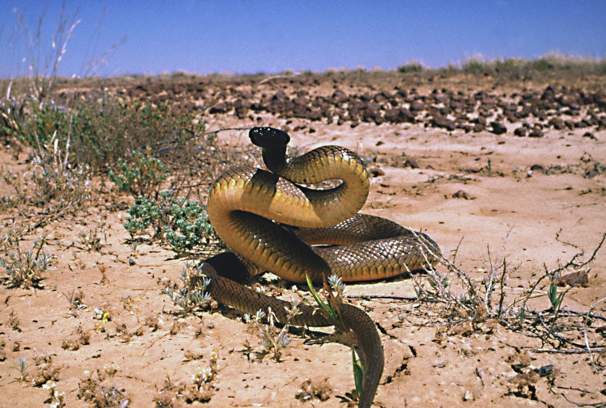 Rắn Taipan nội địa (Oxyuranus microlepidotus) thường xuất hiện ở những vùng đất khô cằn ở Australia.  Loài rắn độc này có thể thay đổi màu sắc theo mùa. Vào mùa Hè, rắn Taipan nội địa có màu xanh nhạt. Đến mùa Đông, chúng sẽ chuyển thành màu nâu sẫm. Sự thay đổi màu sắc này liên quan đến việc thích nghi với môi trường khắc nghiệt của rắn Taipan nội địa. Ảnh: australian.museum.