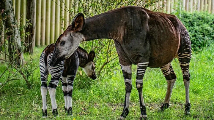 Cộng hòa Dân chủ Congo hiện là quốc gia duy nhất trên thế giới là "nhà" của Okapi - một trong những loài động vật quý hiếm nhất thế giới. Loài " kỳ lân châu Phi" này sinh sống trong các khu rừng nhiệt đới. Ảnh: SWNS.