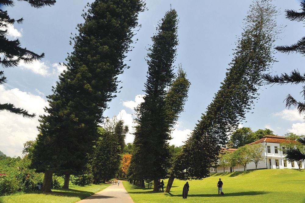 Cây thông Cook có tên khoa học là Araucaria columnaris.  Loài cây này luôn mọc nghiêng về phía đường xích đạo dù sinh trưởng ở bất kỳ châu lục nào trên Trái đất. Điều này đã thu hút sự chú ý của giới chuyên gia và cả công chúng. Ảnh: Steve Lennie/Alamy Stock Photo.