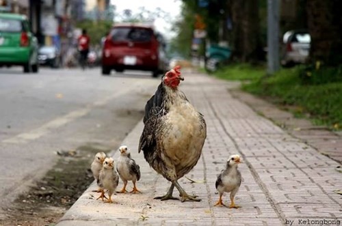 Hôm nay mẹ sẽ dạy các con cách đi để làm siêu mẫu.