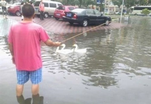 Chăn vịt giữa đường phố.