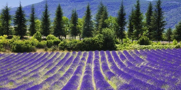 Khi nhắc đến Provence ở Pháp người ta không thể quên những cánh đồng hoa oải hương tím ngắt cùng hương thơm ngào ngạt mà nó mang lại. Hoa oải hương là loài hoa khá phổ biến ở Pháp, nó không chỉ mang sắc màu mà nó còn là nguyên liệu để sản xuất ra nước hoa.