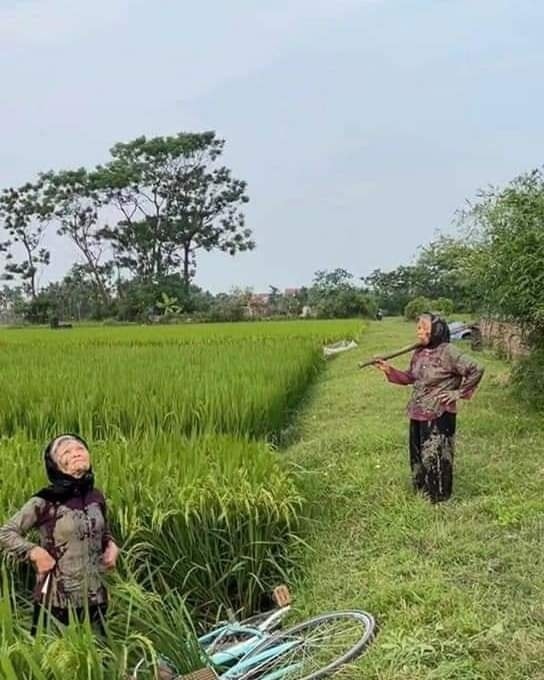 Mới đây trên mạng xã hội, các hội nhóm truyền tay nhau hình ảnh hai bà cụ có màn xử lý xe vô cùng "cồng kềnh" và cái kết là lao xuống ruộng.